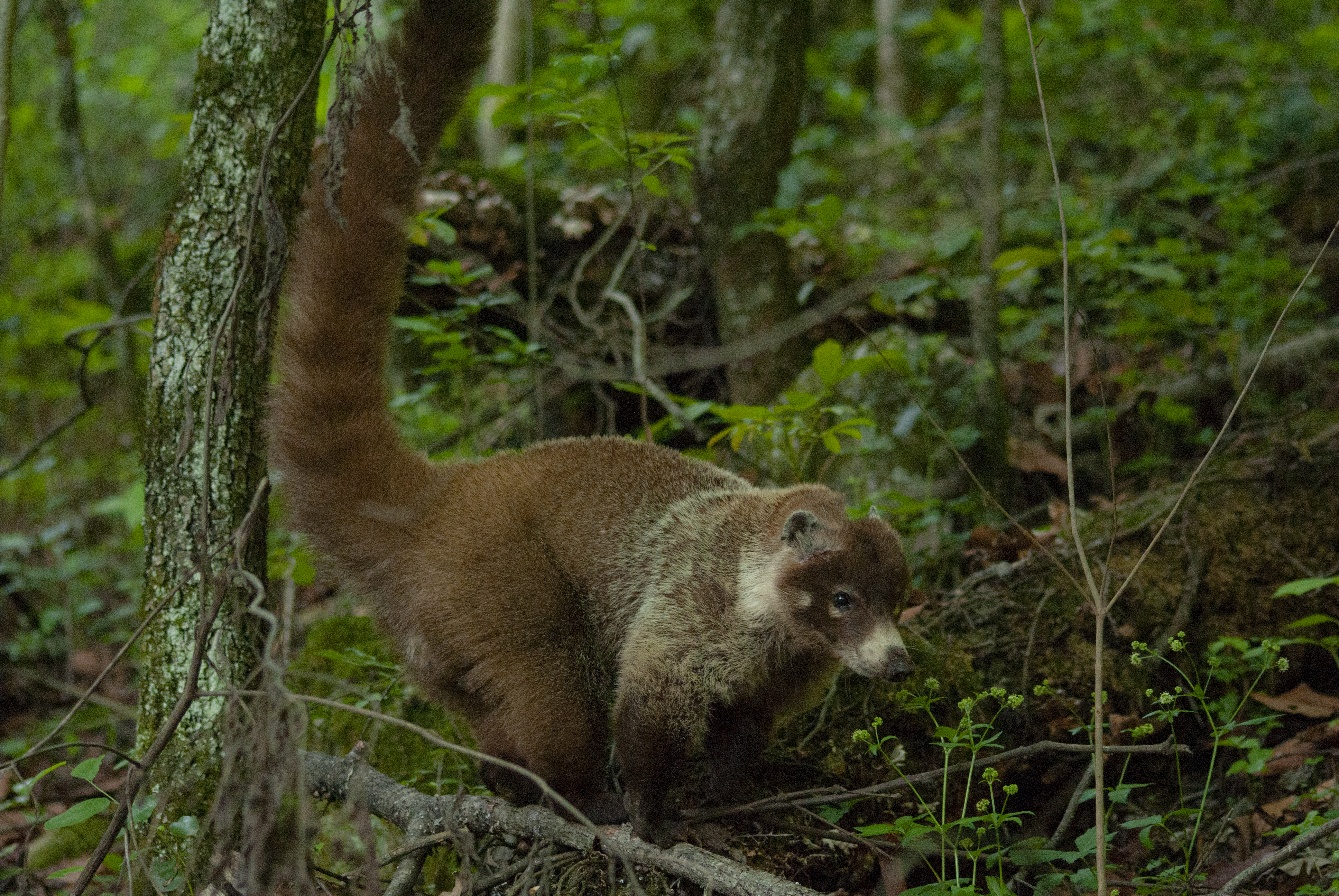 Portada de mi web de fotografía de fauna.
